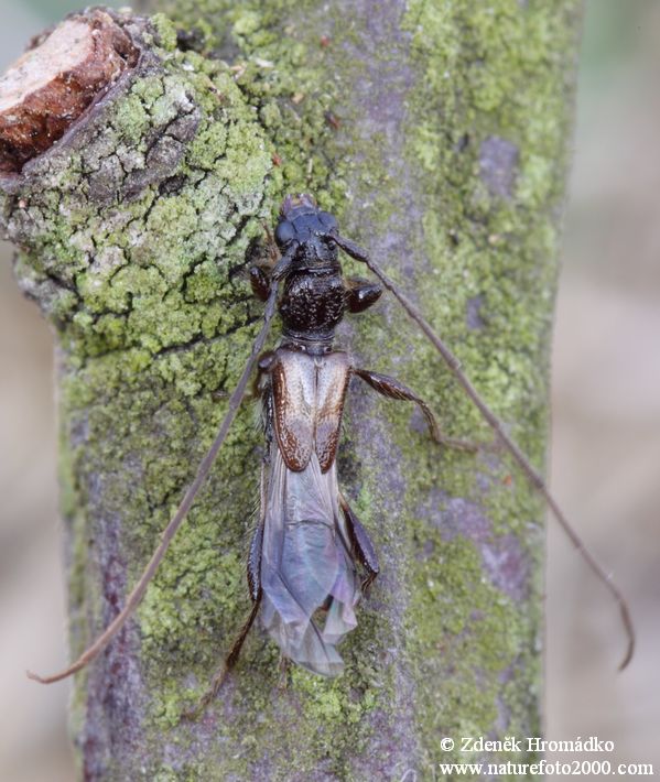 tesařík, Glaphyra umbellatarum, Cerambycidae, Molorchini (Brouci, Coleoptera)